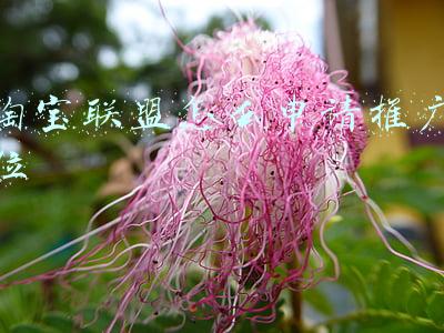 淘宝联盟怎么申请推广位