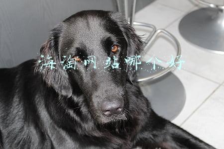 海淘网站哪个好