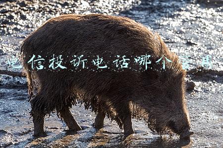电信投诉电话哪个管用