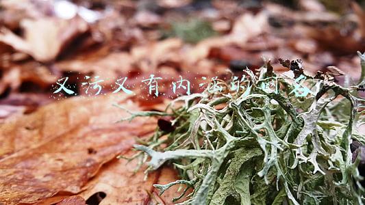又污又有内涵的网名
