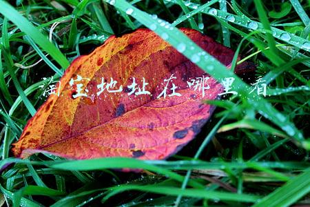 淘宝地址在哪里看