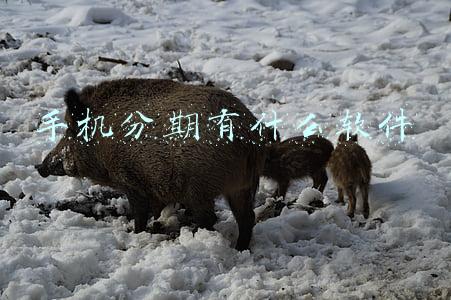 手机分期有什么软件
