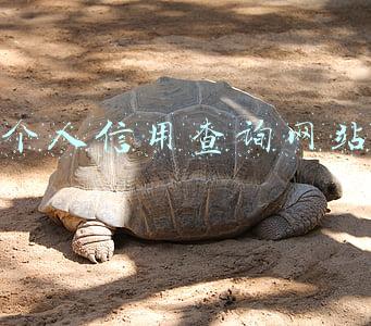 个人信用查询网址(怎样用互联网查询个人信用报告？)