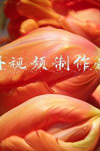 美册视频制作教程