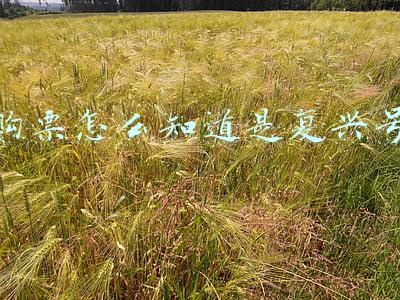 购票怎么知道是复兴号
