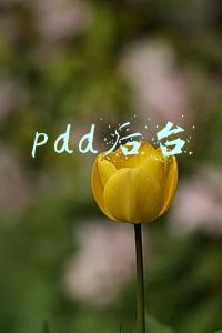 pdd运营(pdd运营思路)