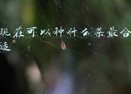 现在可以种什么菜最合适