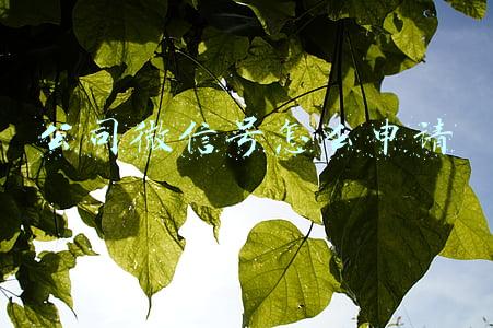公司微信号怎么申请