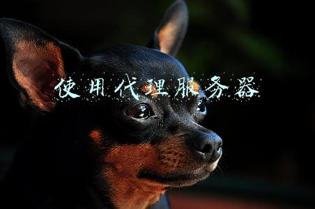 使用代理服务器