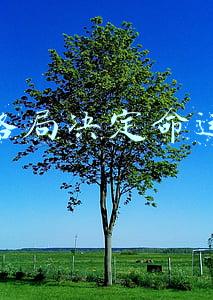 格局决定命运