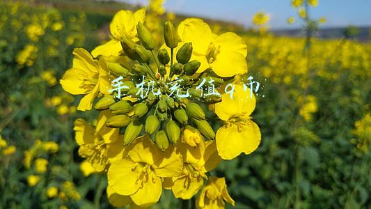 手机充值q币