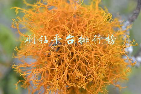 刷钻平台排行榜