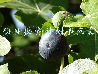 项目投资计划书范文