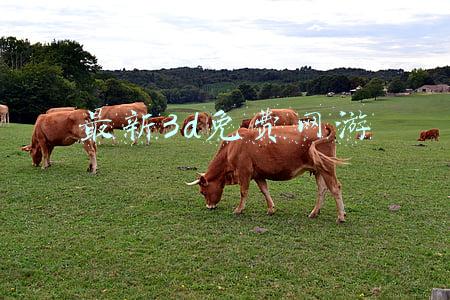 最新3d免费网游
