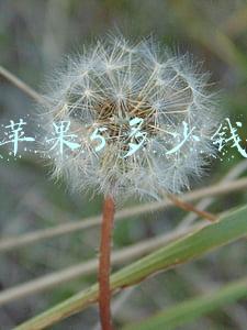 苹果5多少钱