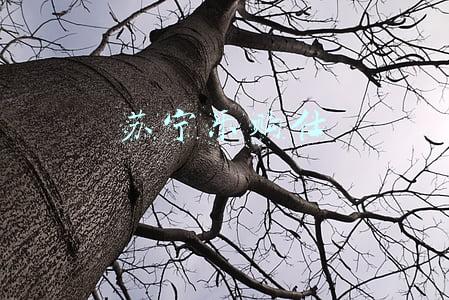乐购仕官网(日本乐购仕：重点发展中国市场的商业布局)