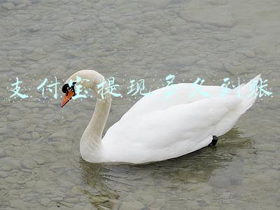 支付宝提现多久到账
