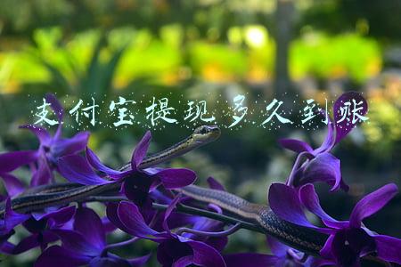 支付宝提现多久到账