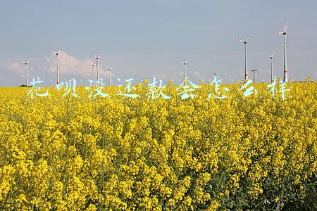花呗没还款会怎么样