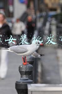 全球女装批发市场