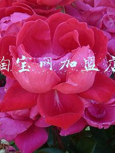 淘宝开店加盟(这伙90后代开淘宝店骗“加盟费” 法人获刑13年)