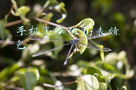 手机怎么做gif表情包