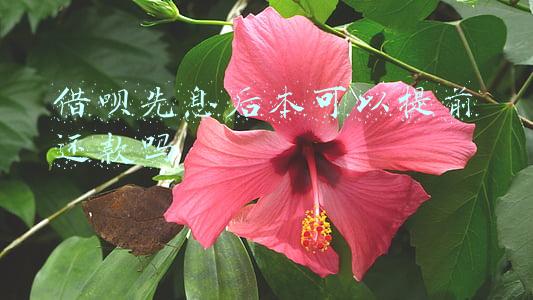 借呗先息后本可以提前还款吗