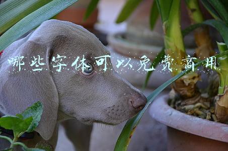 哪些字体可以免费商用
