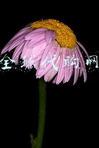全球代购网