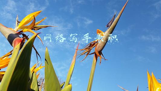 网络写手兼职软件(大学生兼职写作，试试这个)