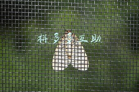 拼多多互助贴吧(拼多多砍价互助群、京东、淘宝、美团免费种水果互助群)