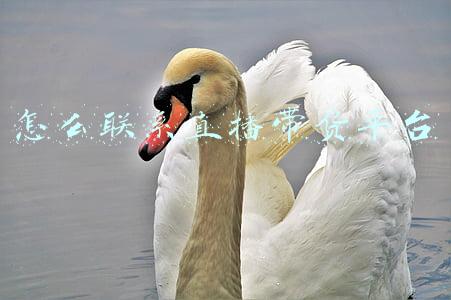 怎么联系直播带货平台