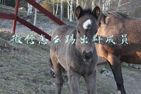 企业微信怎么踢出群成员(企业微信如何拉黑好友？企业微信拉黑的好友怎么移出黑名单？)
