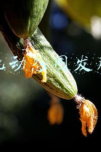 怎样把动态图发朋友圈