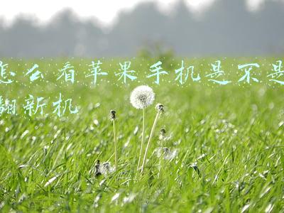 怎么看苹果手机是不是翻新机