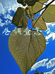 扫码问卷调查怎么做(陆河河口镇巧用“问卷星”，让疫情排查更高效)