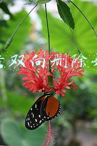 微信双向删除好友