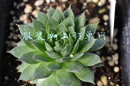 服装加工订单网