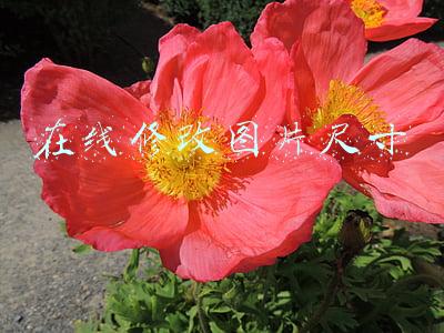 在线修改图片尺寸比例(「老紫分享」如何改变图片的分辨率)
