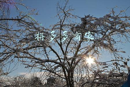 拼多多商家热线(拼多多脱虚向实)