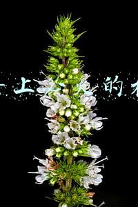 抖音上必火的标题八个字(抖音什么样的标题吸引人？)