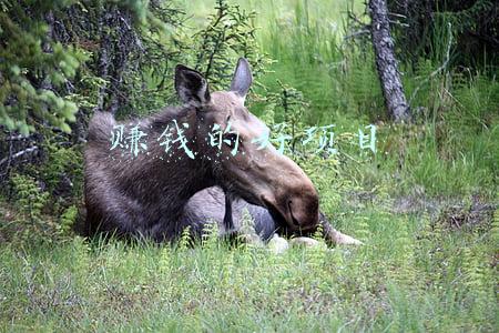 有什么赚钱的好项目(你好！有个赚钱的大项目，做吗？)