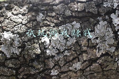 试玩游戏赚钱