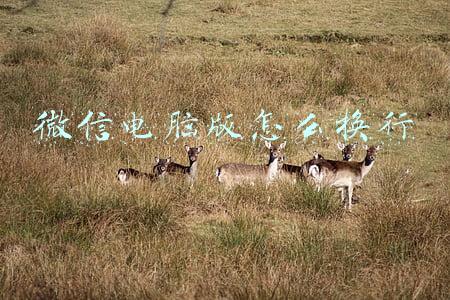微信电脑版怎么换行