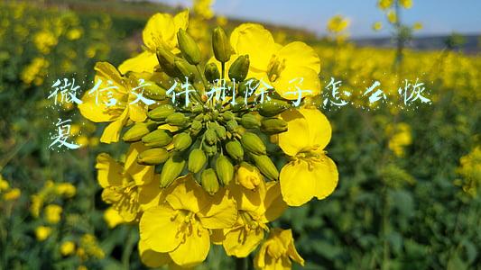 微信文件删除了怎么恢复