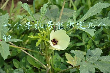 一个手机号能绑定几个qq