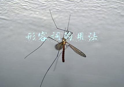 形容词的用法