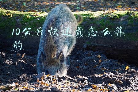 10公斤快递费怎么算的