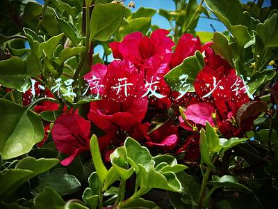 小程序开发多少钱