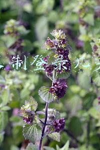 微信限制登录几天解封